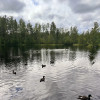 Сестрорецкое болото